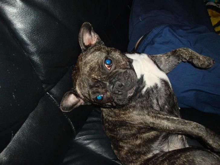 Fransk bulldog Emma billede 2