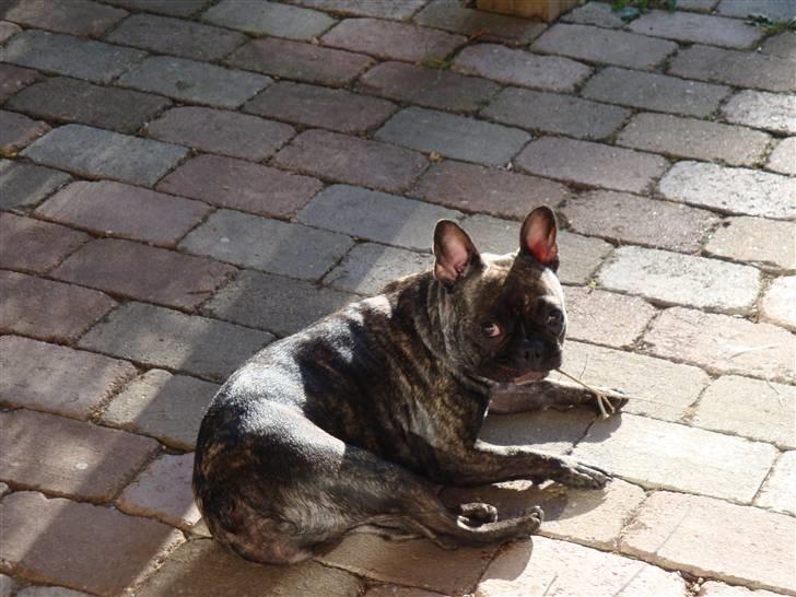 Fransk bulldog Emma billede 3