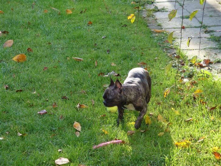 Fransk bulldog Emma billede 4