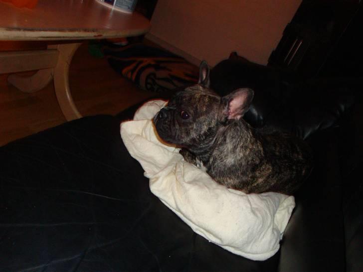 Fransk bulldog Emma billede 5