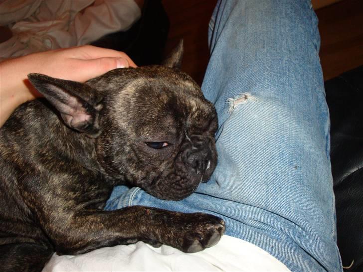 Fransk bulldog Emma billede 6