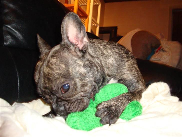 Fransk bulldog Emma billede 7