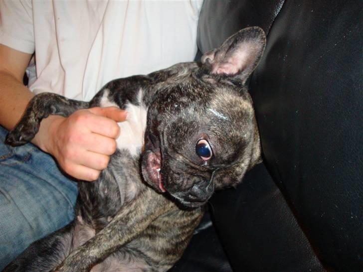 Fransk bulldog Emma billede 8