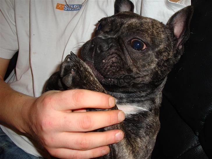 Fransk bulldog Emma billede 9