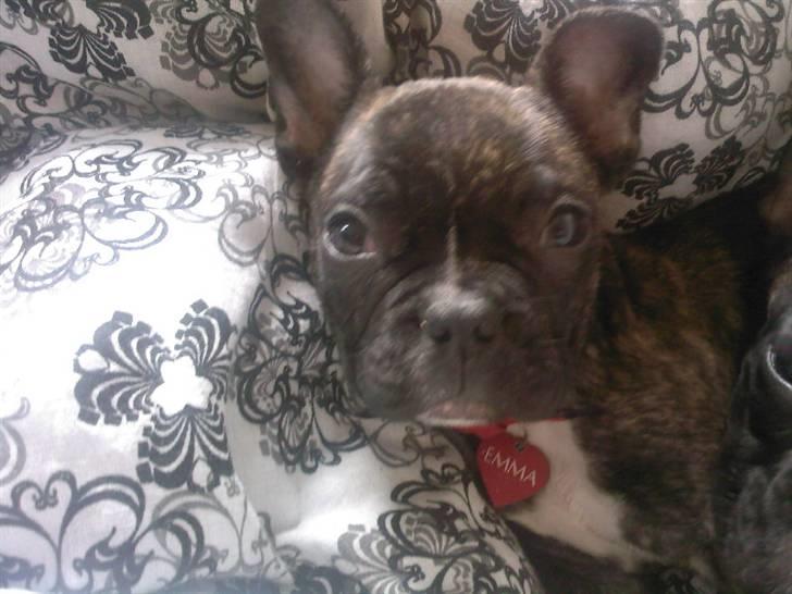 Fransk bulldog Emma - Da jeg næsten li havde fået hende (: billede 10