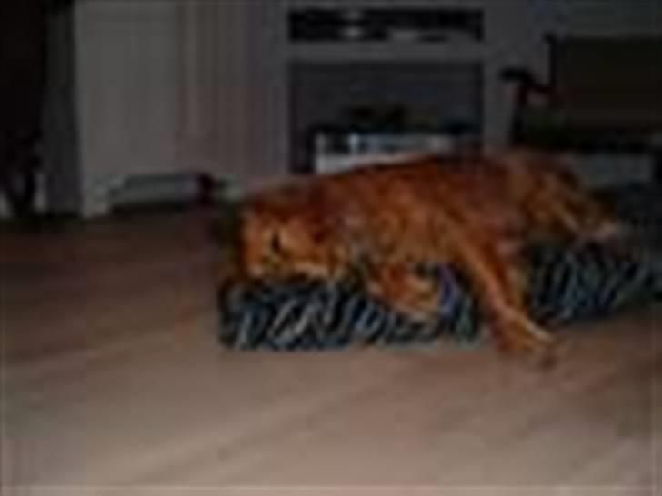 Golden retriever Balto - Var såå træt. billede 2