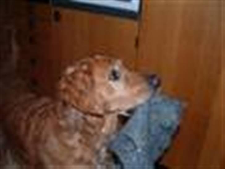 Golden retriever Balto - Det her er mit tæppe, som du nu skal hive i. billede 3