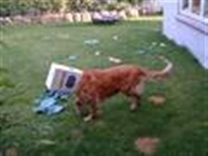 Golden retriever Balto - Jej skulle bare have fat i noget nede i den kasse. billede 4