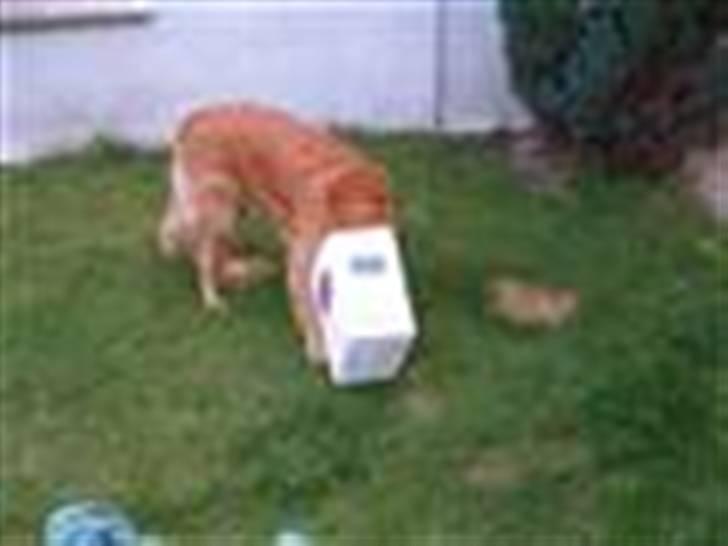 Golden retriever Balto - Få den af mit hoved!! billede 5