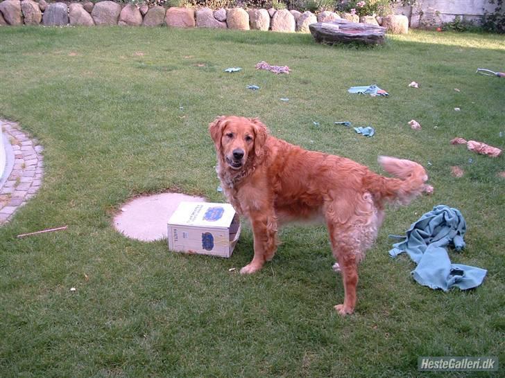 Golden retriever Balto - Endelig.. billede 6