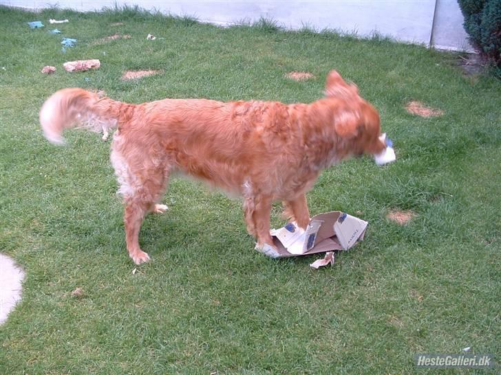 Golden retriever Balto - Nu skal den flænses. billede 7