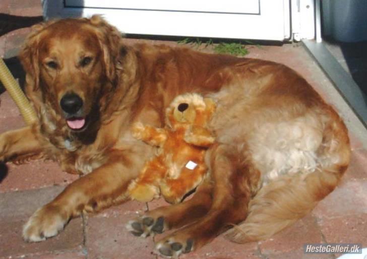 Golden retriever Balto - Det var ved vesterhavet hvor jeg ligger sammen med Line´s bamse. billede 9