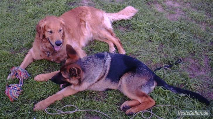 Golden retriever Balto - Det var så min lejekammerat ved Vesterhavet. billede 10