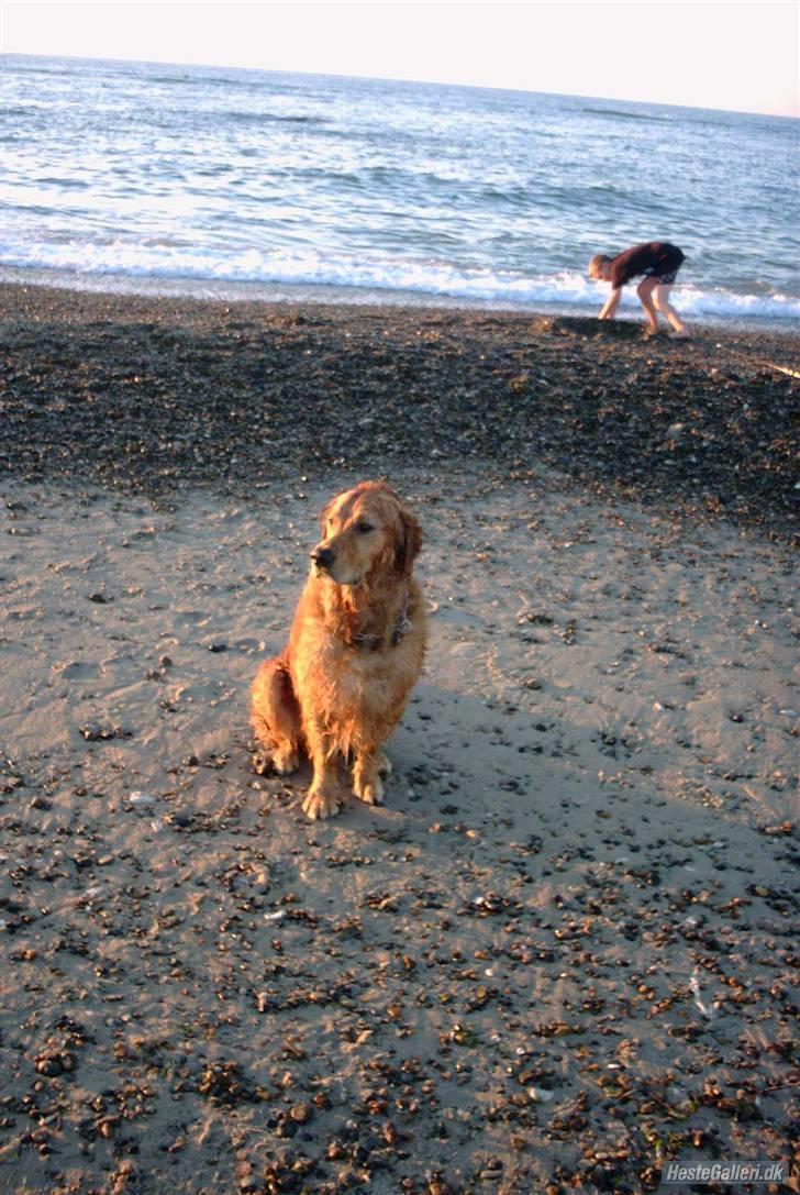 Golden retriever Balto - Ved vesterhavet. billede 11