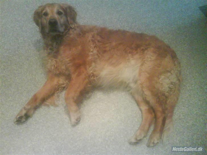 Golden retriever Balto - skal lige til at rulle rundt. billede 12