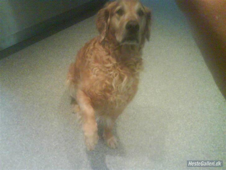 Golden retriever Balto - giver pote. billede 13