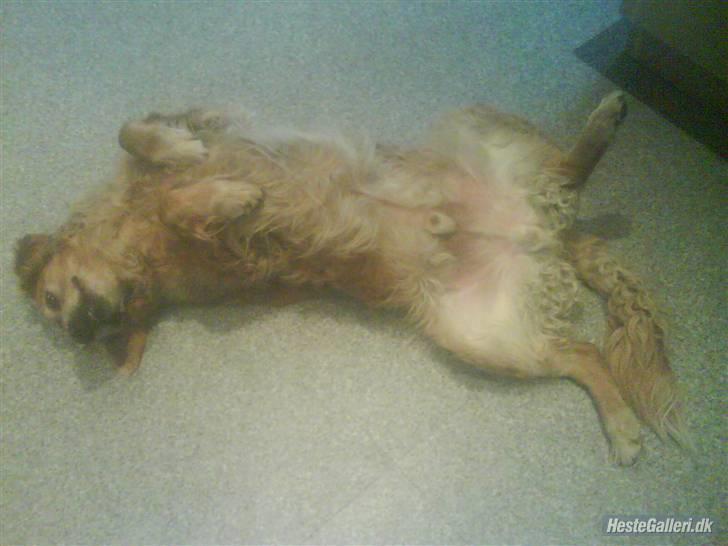 Golden retriever Balto - årh min mave klør. billede 14