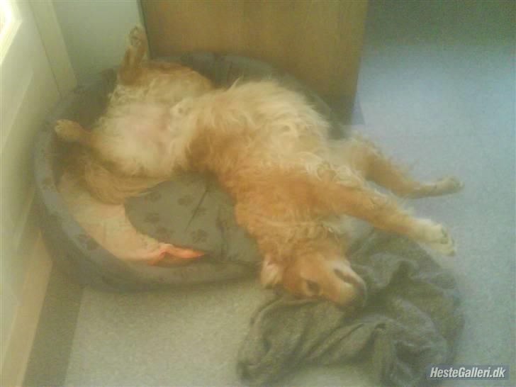 Golden retriever Balto - min mave er bare så klar til at blive kløet. billede 15