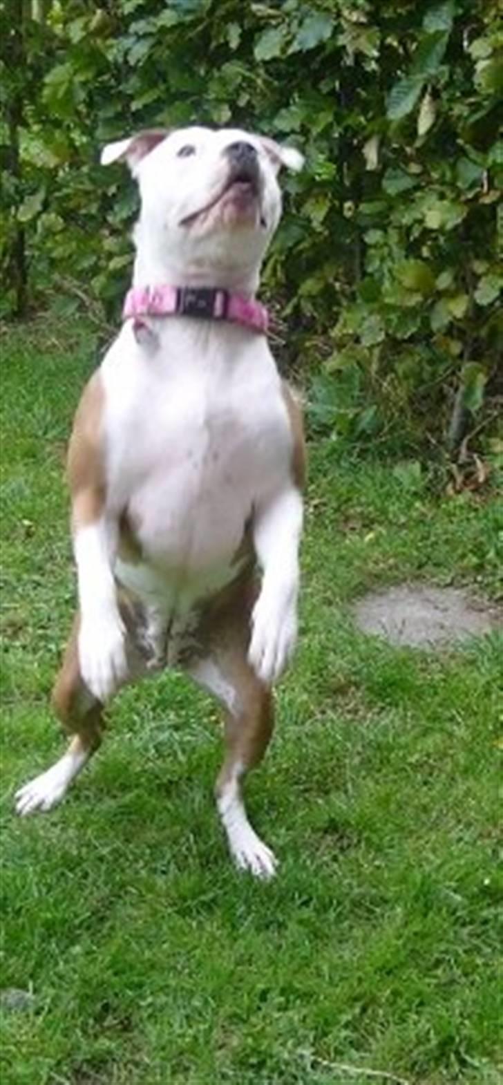 Amerikansk staffordshire terrier PIXIE billede 8