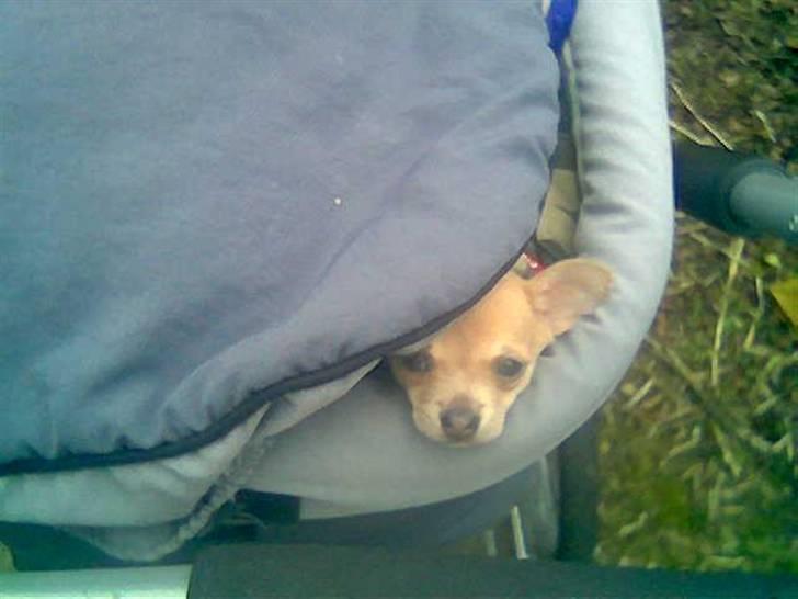 Chihuahua Ozzy - På tur i barnevognen - det er nu rart at have eget køretøj med, når man ikke længere gider at gå selv ! billede 9