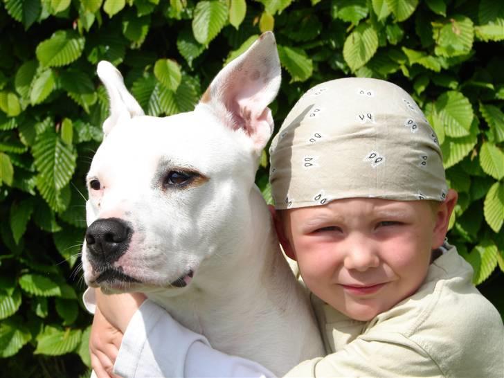 Amerikansk staffordshire terrier kaya - kaya & Niclas billede 1