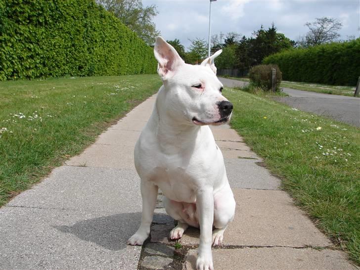 Amerikansk staffordshire terrier kaya - kaya billede 2