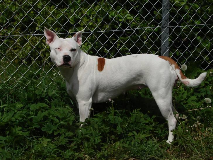 Amerikansk staffordshire terrier kaya - kaya billede 3