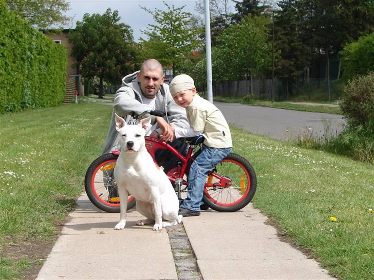 Amerikansk staffordshire terrier kaya - kaya & niclas & benjamin billede 4