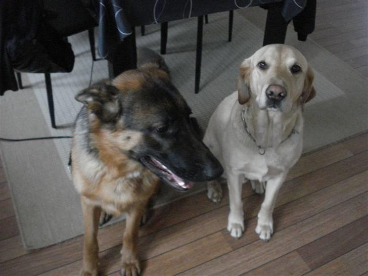 Schæferhund Bøgenakkegårdens Bobo * - Bobo og han´s bedste ven Caesar (:  billede 6