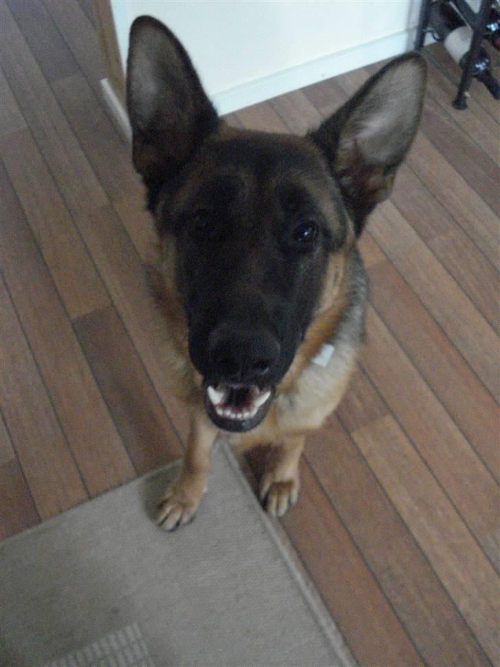 Schæferhund Bøgenakkegårdens Bobo * - han er da for dejlig (: billede 7