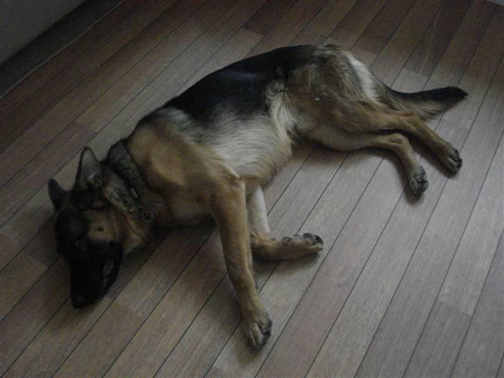 Schæferhund Bøgenakkegårdens Bobo * - Så slapper han lige af (: billede 8