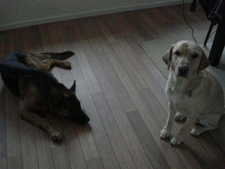 Schæferhund Bøgenakkegårdens Bobo * - De to dejligeste hunde (: billede 9