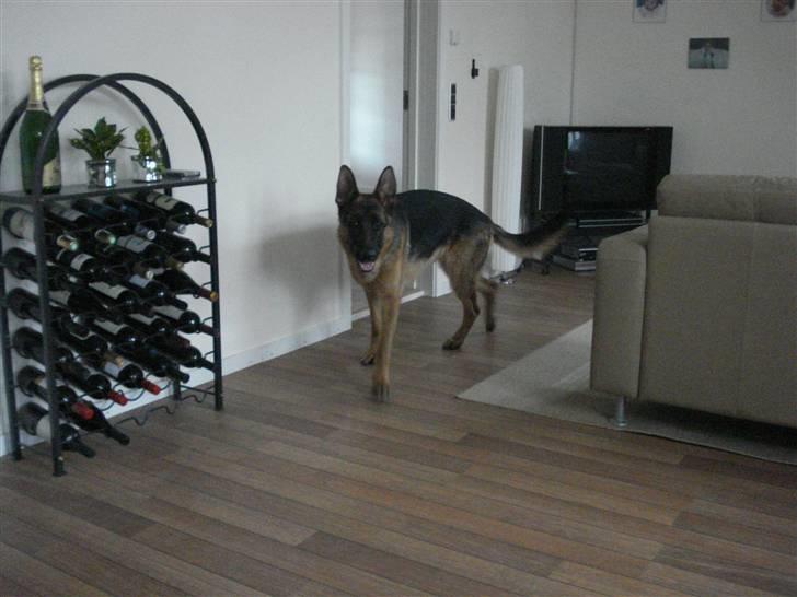 Schæferhund Bøgenakkegårdens Bobo * - Dejlige Bobo Elsker ham (: billede 10