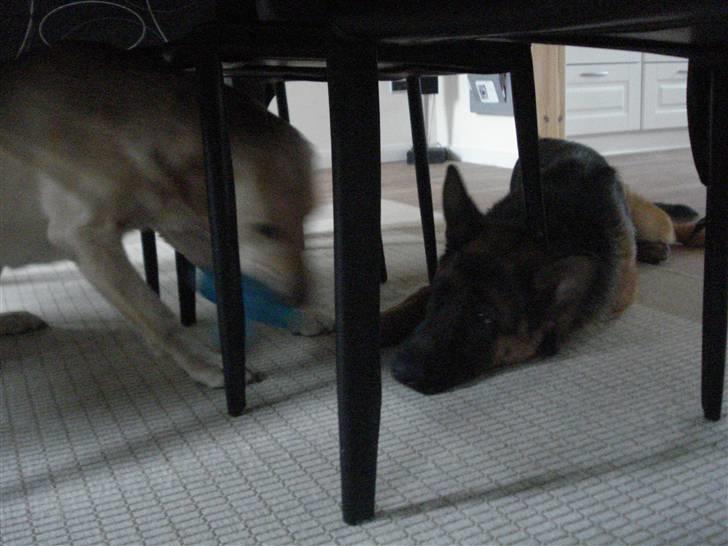 Schæferhund Bøgenakkegårdens Bobo * - I for kære ... Elkser jer basse drenge (: billede 11