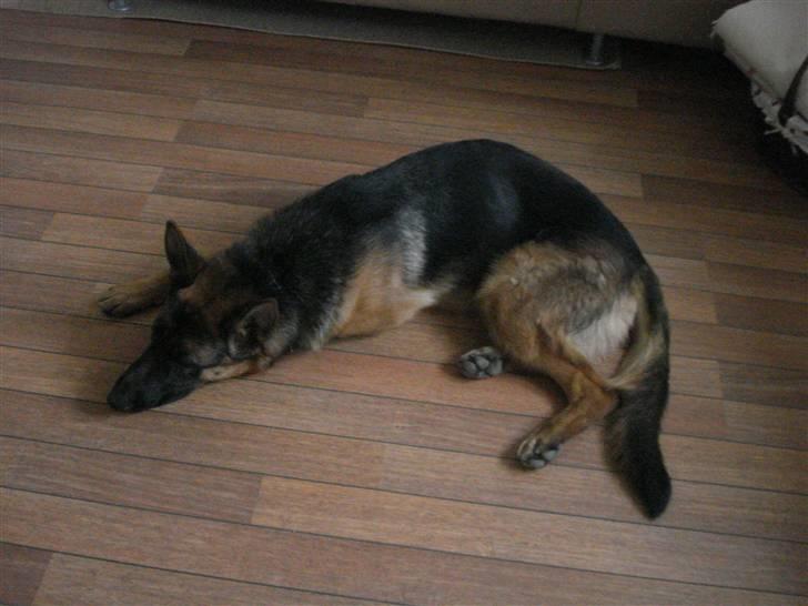 Schæferhund Bøgenakkegårdens Bobo * - ELSKER DIIG .. billede 12