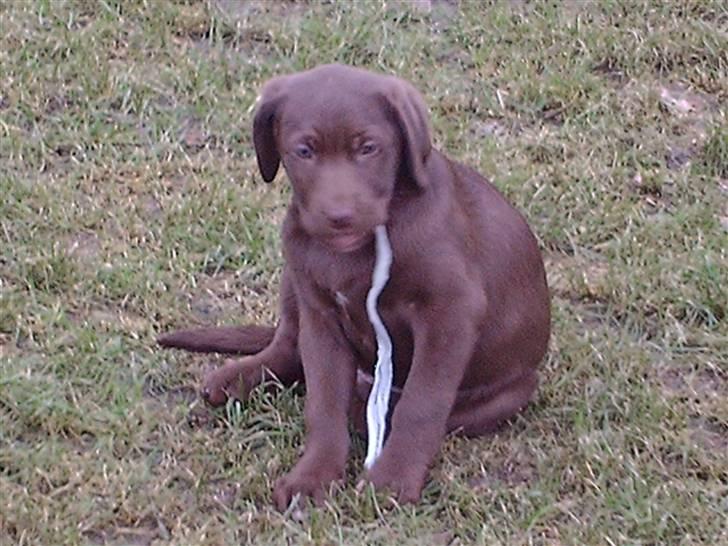 Labrador retriever CHOKO billede 10