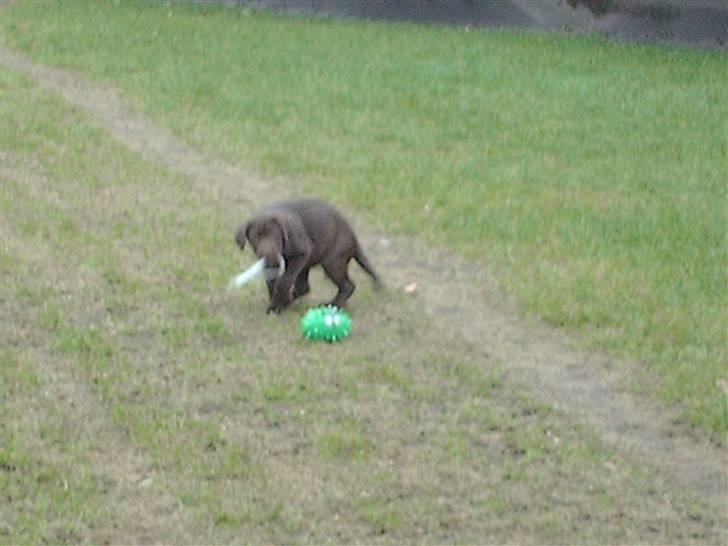 Labrador retriever CHOKO billede 11