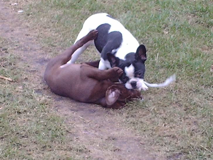 Labrador retriever CHOKO billede 12