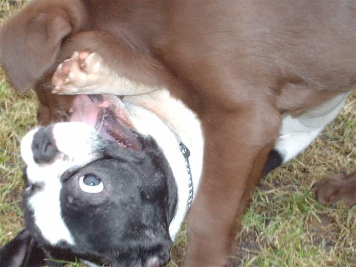 Fransk bulldog BOSSE - Tumler lige med min "nye søster"  <3 <3 <3 billede 16