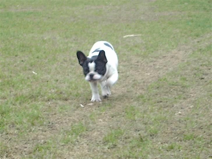 Fransk bulldog BOSSE billede 17