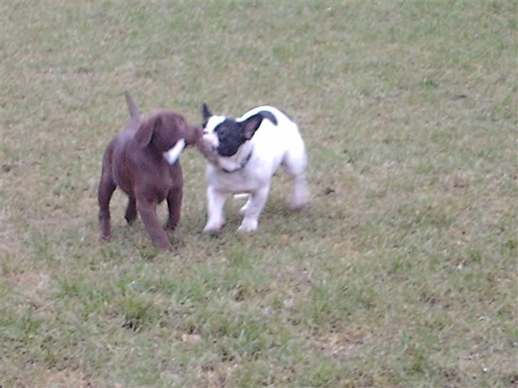 Fransk bulldog BOSSE - Jeg har den´.... mej det har jeg;) billede 18