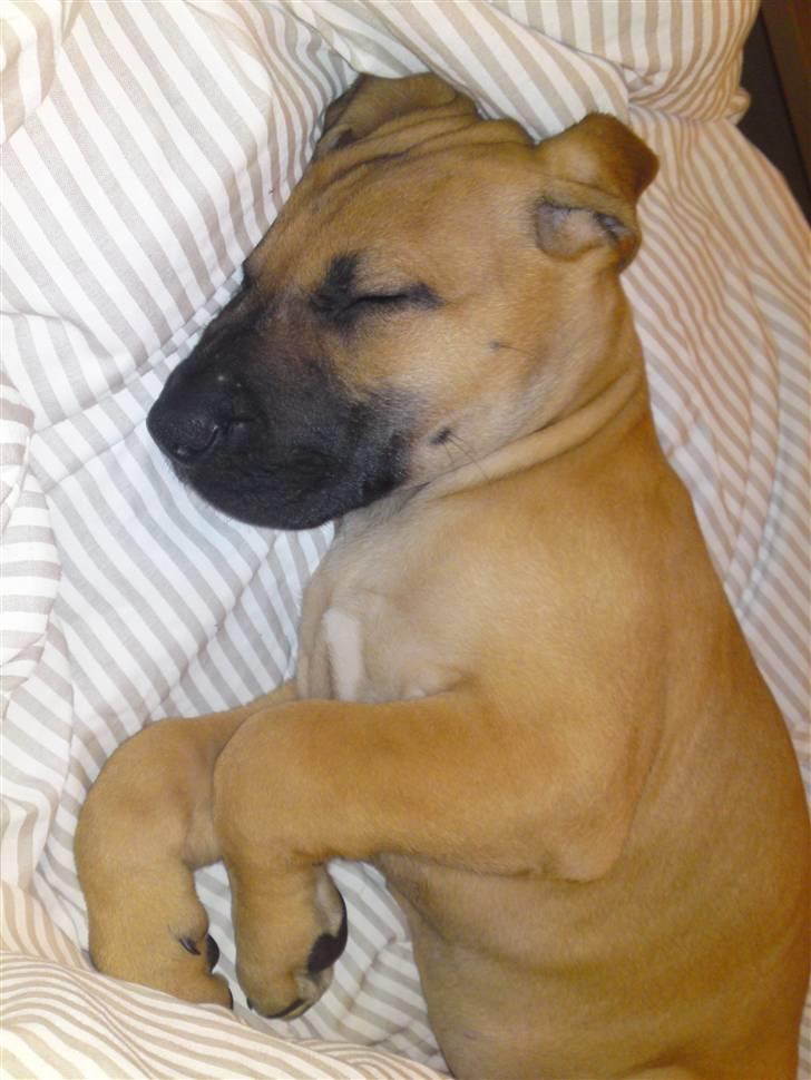 Grand danois Nano hundsen - her er hun 8 uger billede 12