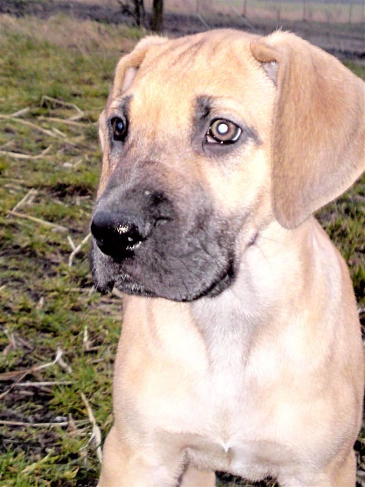 Grand danois Nano hundsen - her er hun 9 uger billede 13