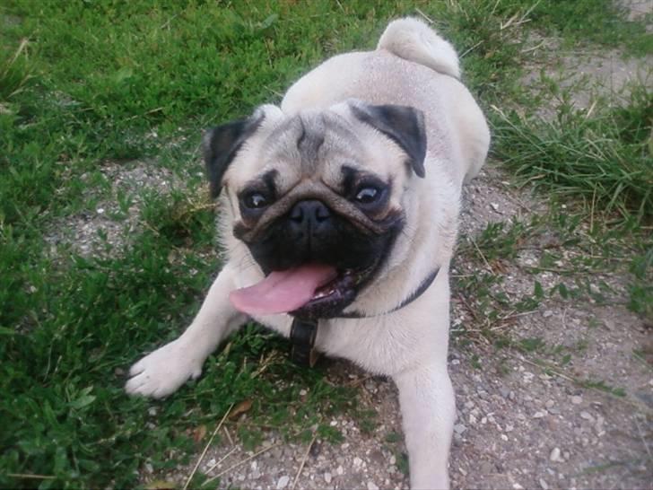 Mops czarli billede 1