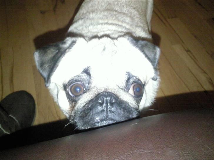 Mops czarli billede 2