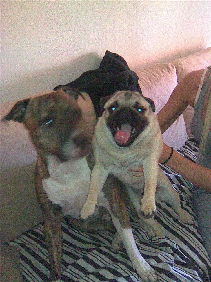 Mops czarli billede 3