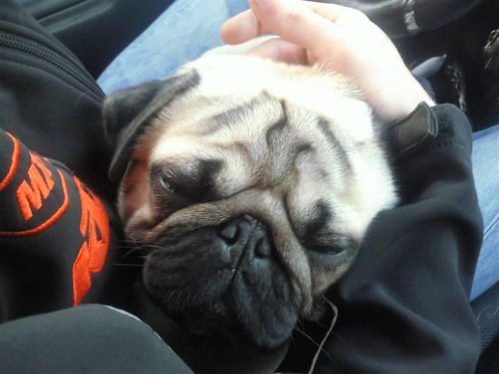 Mops czarli billede 4