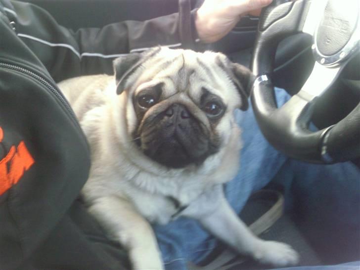 Mops czarli - czarli ude at køre bil  billede 5