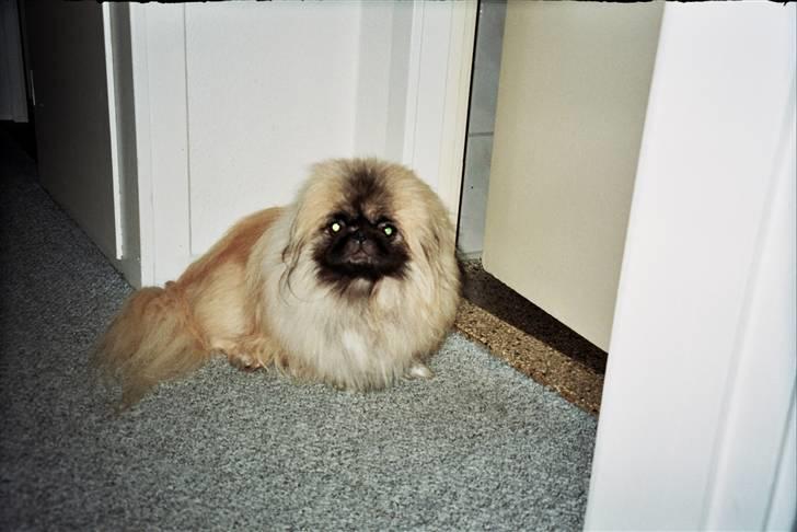 Pekingeser Tudse R.I.P - Himmelhund - har sidder jeg godt billede 7