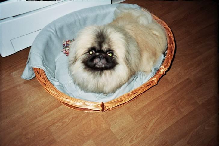 Pekingeser Tudse R.I.P - Himmelhund - Jeg har helle i kurven " tag ikke billeder her" billede 8